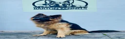 German Shepherd dogs for sale: German Shepherd puppies – Kennel Club registered - Advert 4