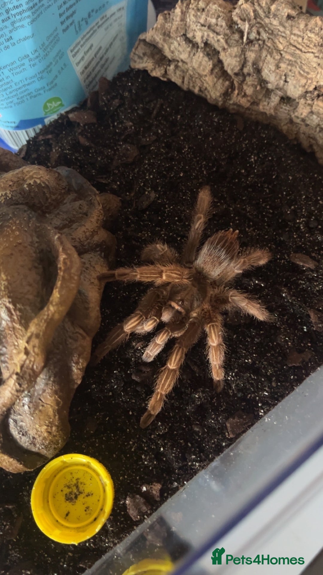 Tarantulas invertebrates for sale: A. Seemani and G. Pulchra - Advert 3