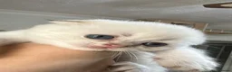 Scottish Fold cats for sale: Four Little Snowflakes with Unreal Blue Eyes  - Advert 16
