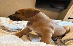 Boerboel dogs for sale: EXCEPTIONAL NABBR REGISTERED PUPPIES!  - Image 27