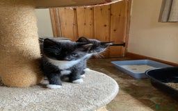 Mixed Breed cats for sale: Kittens  - Image 1