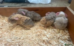 Guinea Pig rodents for sale: Litter of 6 beautiful baby Abyssinian guinea pigs - Image 4