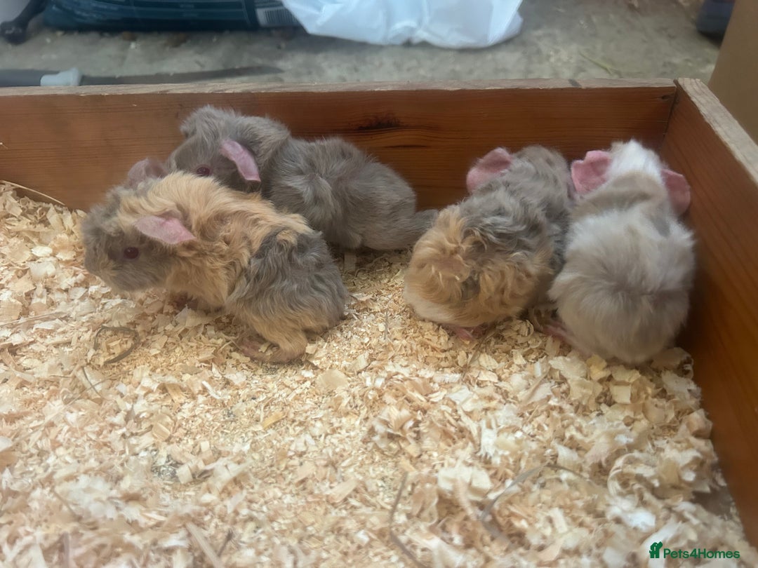 Guinea Pig rodents for sale: Litter of 6 beautiful baby Abyssinian guinea pigs - Image 4