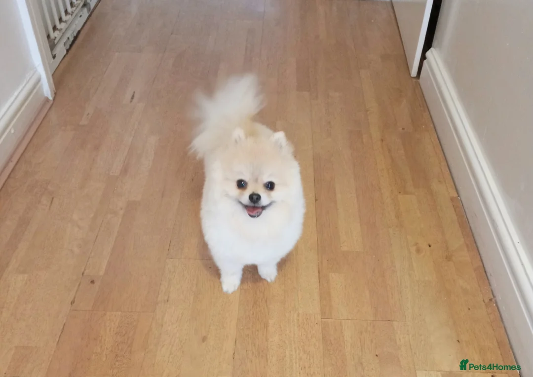 Pomeranian dogs for stud: ⭐⭐⭐ **** TEDDY FACED POMERANIAN STUD ⭐⭐⭐ in Manchester - Advert 6
