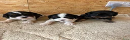 Cavalier King Charles Spaniel dogs for sale: Full bred choc carriers CKCS puppy’s  - Advert 11