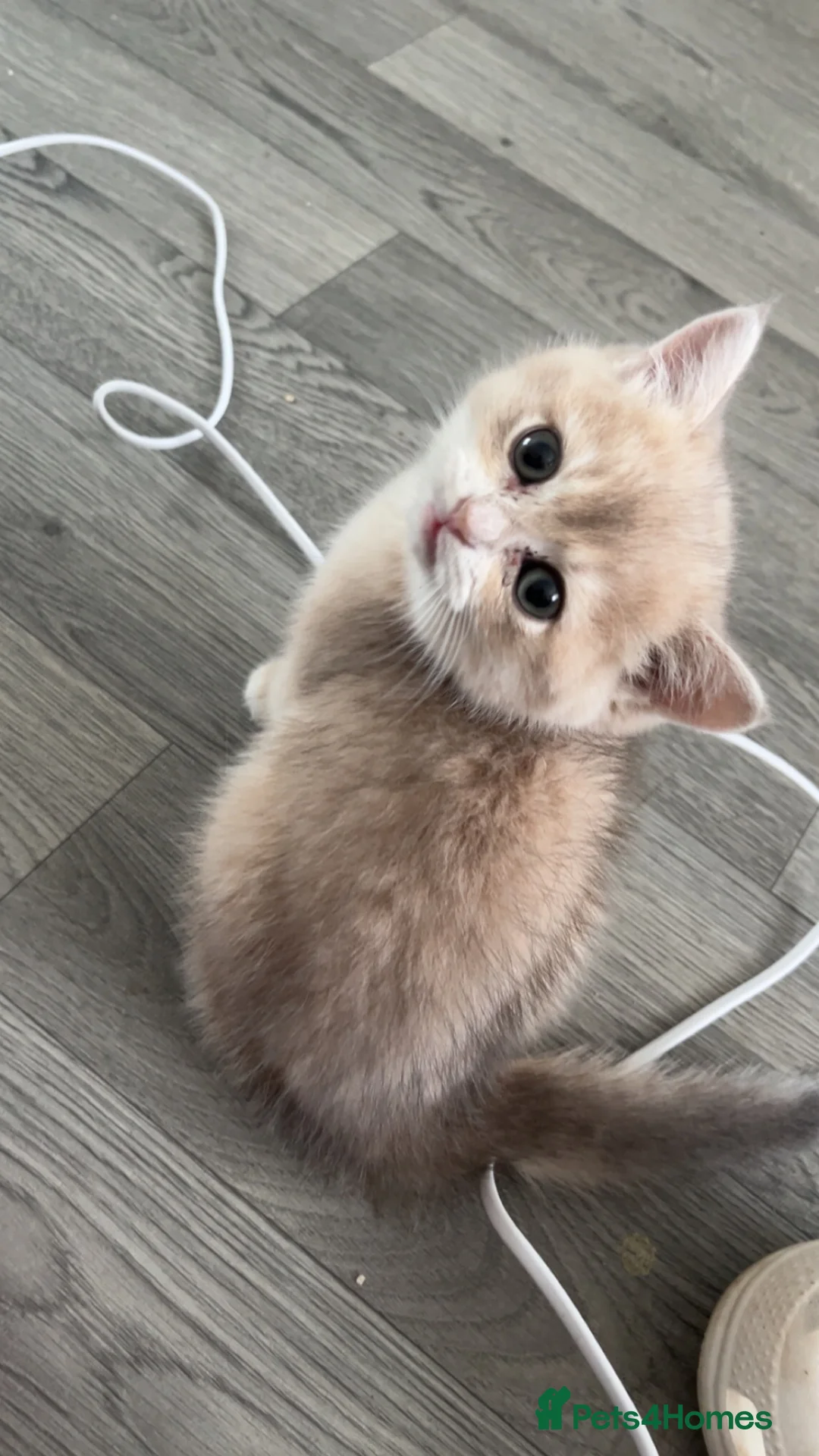 British Shorthair cats for sale: British shorthair female kitten - Advert 2