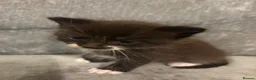 Mixed Breed cats for sale: Beautiful Kittens For Sale - Advert 34
