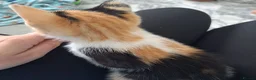 Mixed Breed cats for sale: tortoiseshell kittens - Advert 3