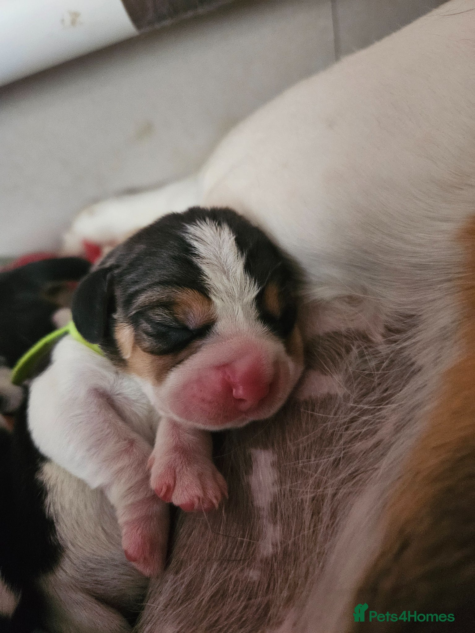 Beagle dogs KC Registered Beagle puppies Champions generation - Advert 2