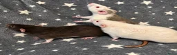 Rat rodents for sale: Older Dumbo Rats 5+months Male and Female  - Advert 9