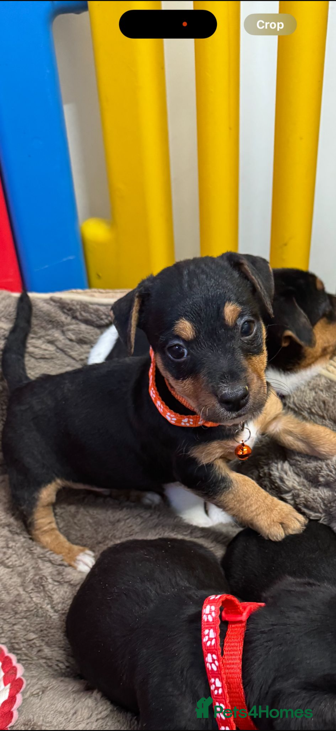 Jack Russell dogs for sale: Jack russsell  - Advert 3