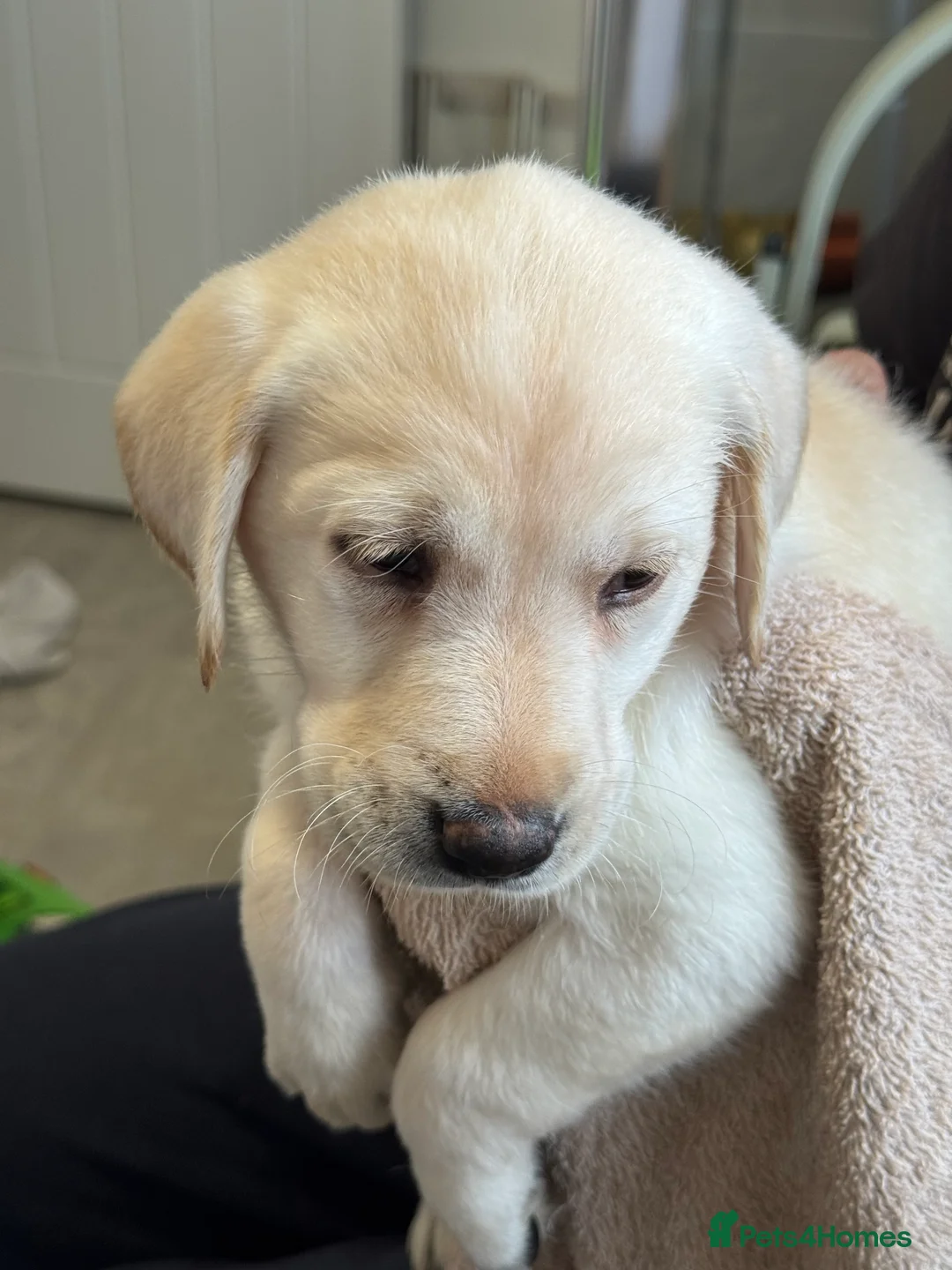 Labrador Retriever dogs for sale: 3 black females remaining – Labrador Retrievers - Advert 32