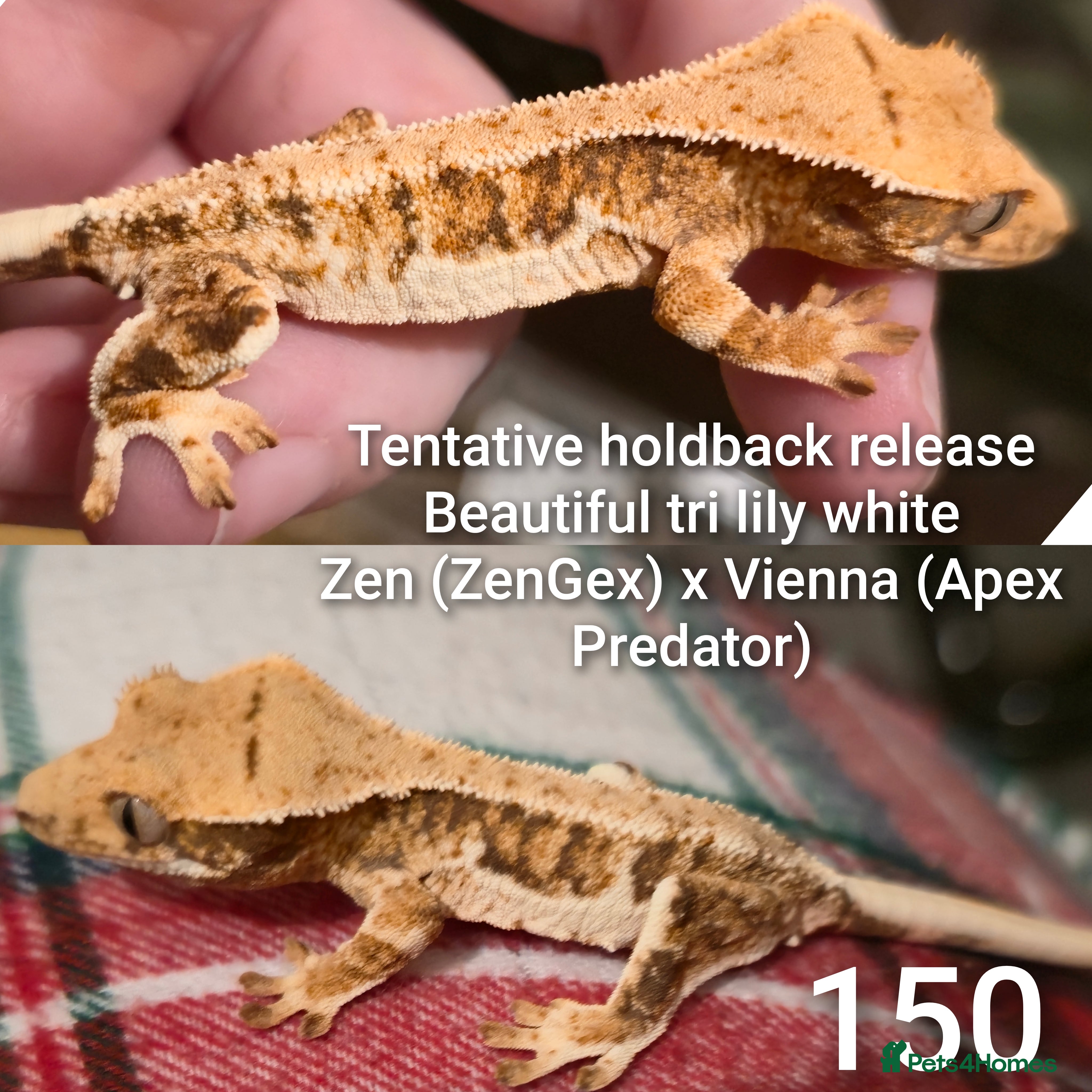 Gecko reptiles Juvenile Crested geckos  - Advert 17