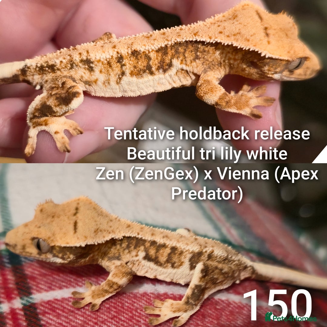 Gecko reptiles for sale: Juvenile Crested geckos  - Advert 6