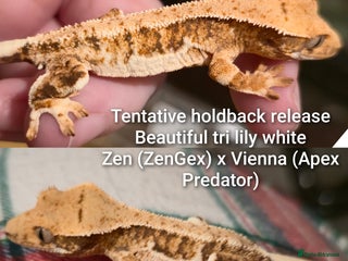 Gecko reptiles Juvenile Crested geckos - Advert 17
