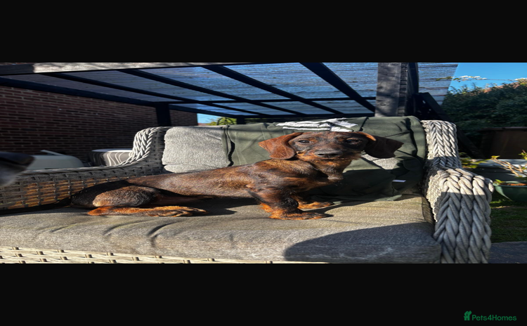 Dachshund dogs Wire haired daschund  - Advert 11