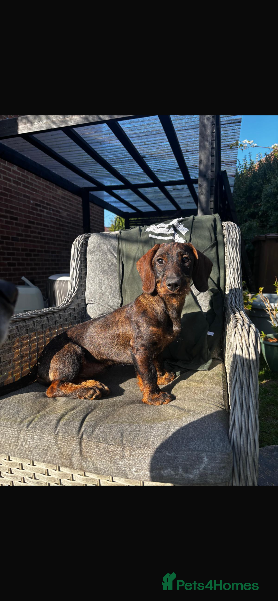 Dachshund dogs for sale: Wire haired daschund  - Image 3