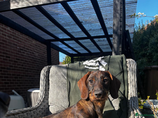 Dachshund dogs Wire haired daschund - Advert 11