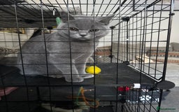 British Shorthair cats for sale: British short hair fmale 6mth read description  - Image 10