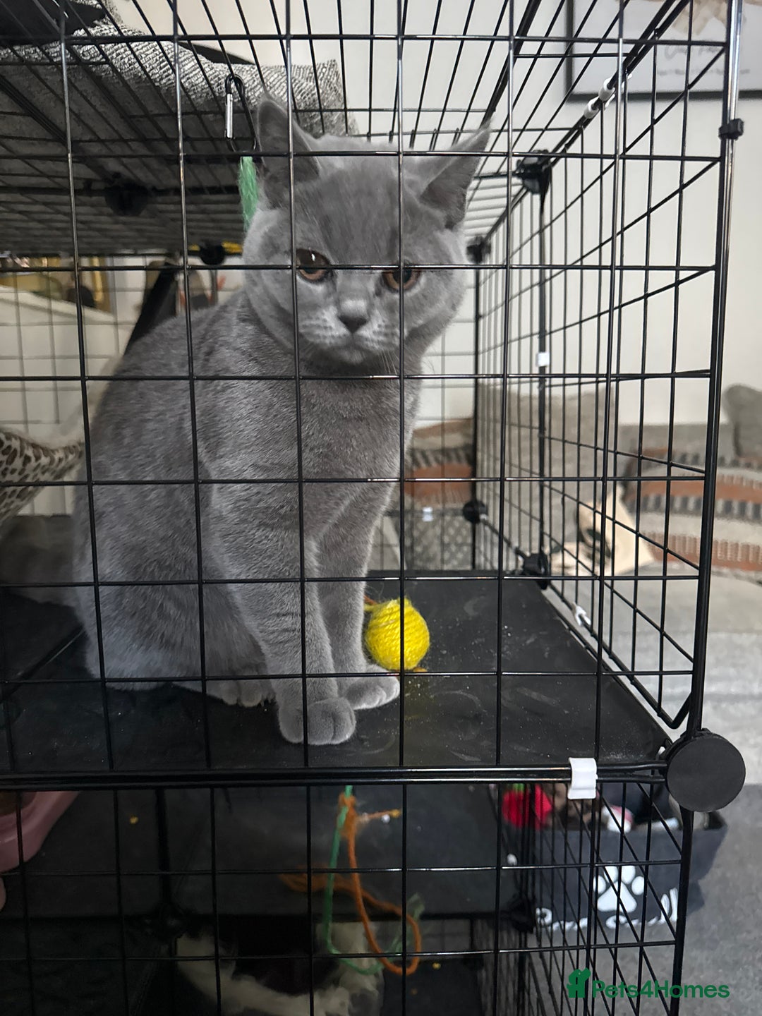 British Shorthair cats for sale: British short hair fmale 6mth read description  - Image 10