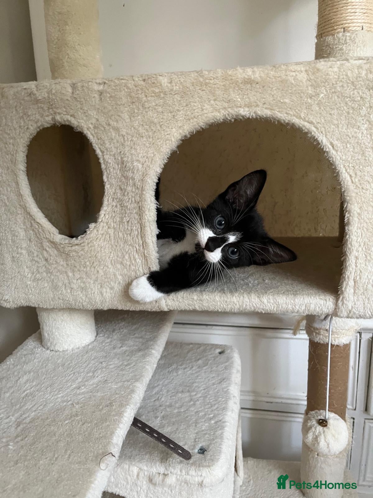 Mixed Breed cats 5 lovely kittens 🐾 - Advert 2