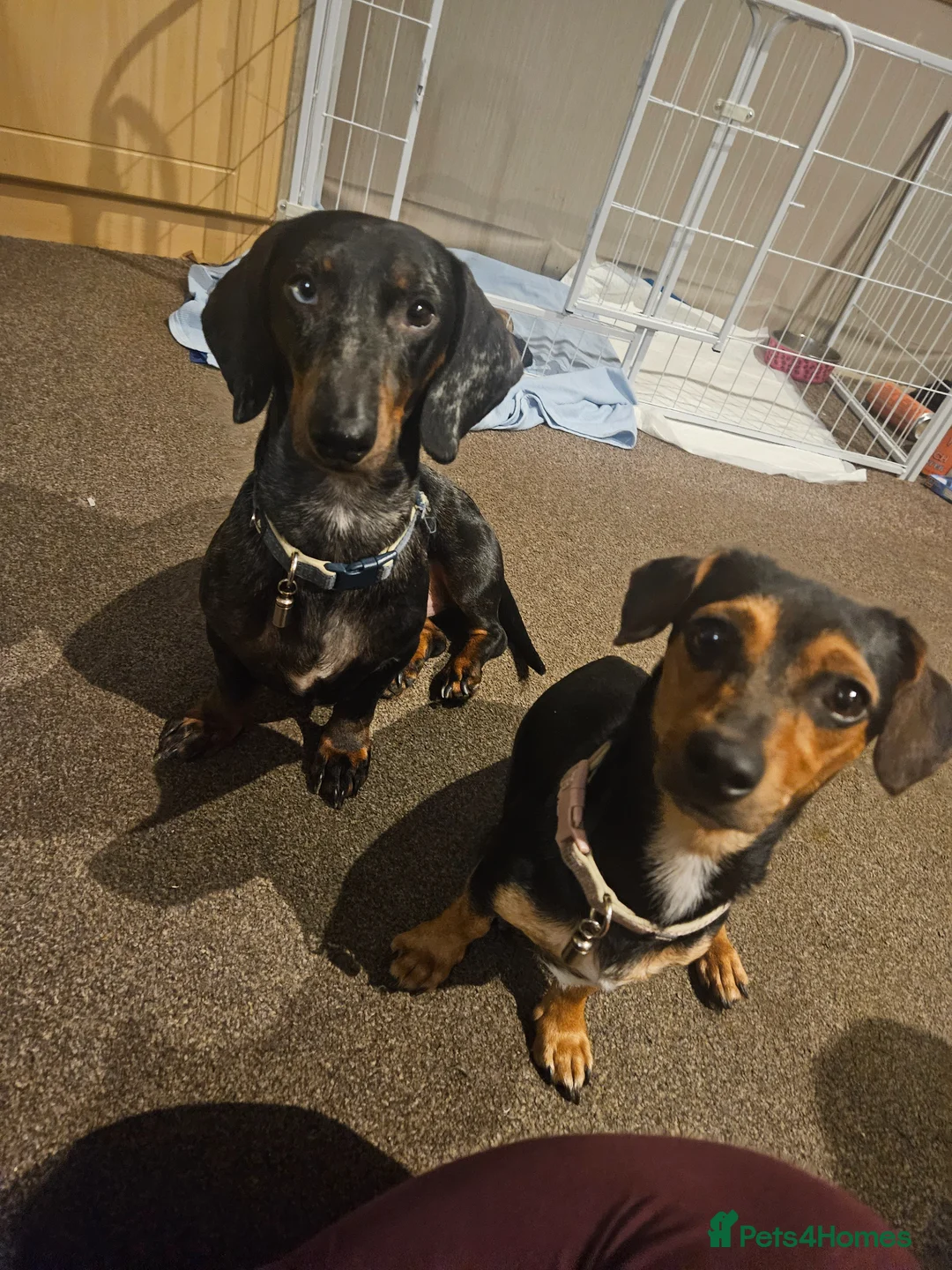 Chiweenie dogs for sale: LAST 2 BOY CHIWEENIES  - Advert 7