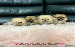 Pomeranian dogs for sale: 🔥Very Tiny🧸 Top Quality  - Image 1