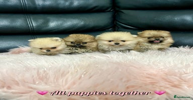 Pomeranian dogs - Advert 4