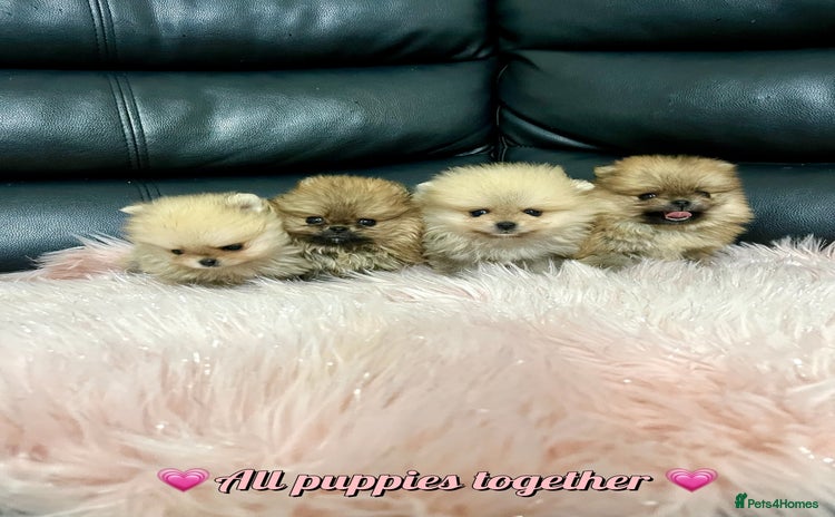 Pomeranian dogs - Advert 5