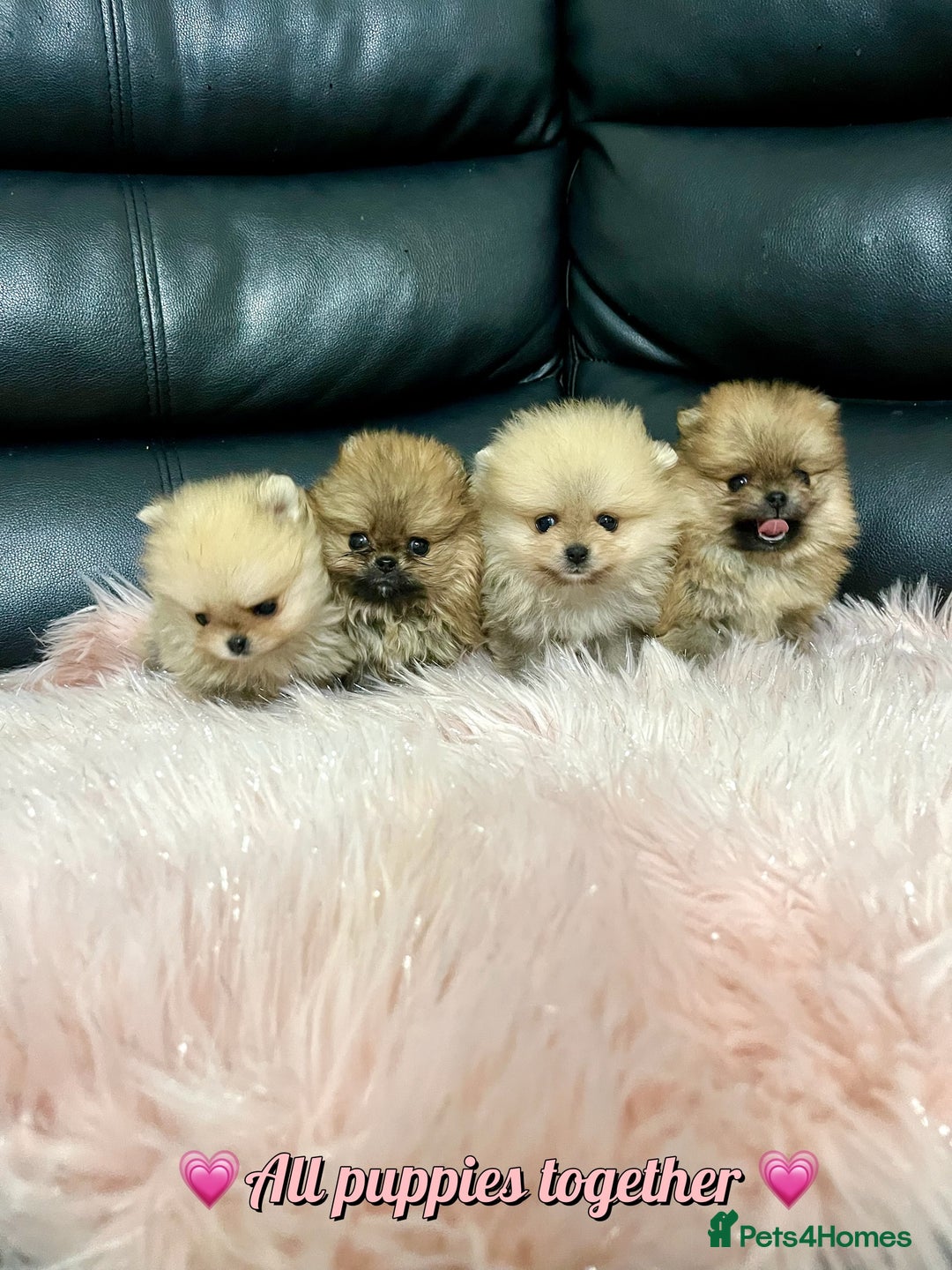 Pomeranian dogs for sale: 🔥Very Tiny🧸 Top Quality  - Image 1