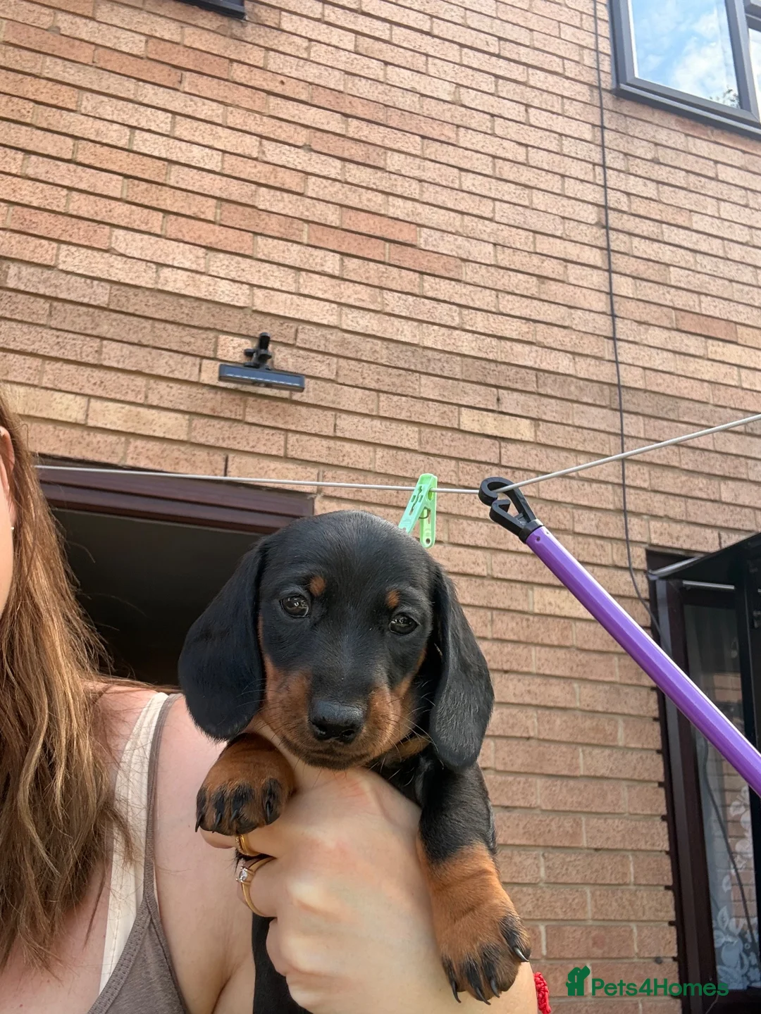 Miniature Dachshund dogs for sale: Miniature dachshund  - Advert 3