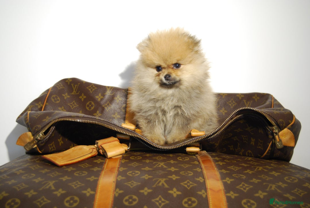 Pomeranian dogs for sale: UK's Best Toy Pomeranian Puppies  - Image 8