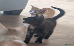 Mixed Breed cats for sale: Cross mainecoon kittens  - Image 3