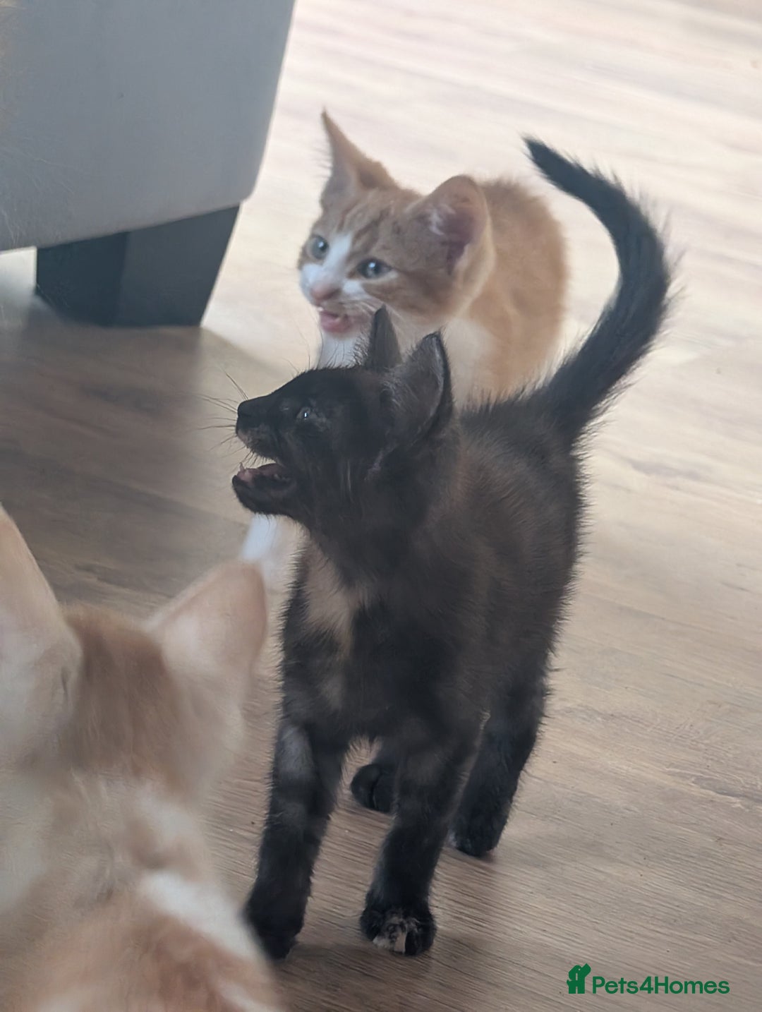 Mixed Breed cats for sale: Cross mainecoon kittens  - Image 3