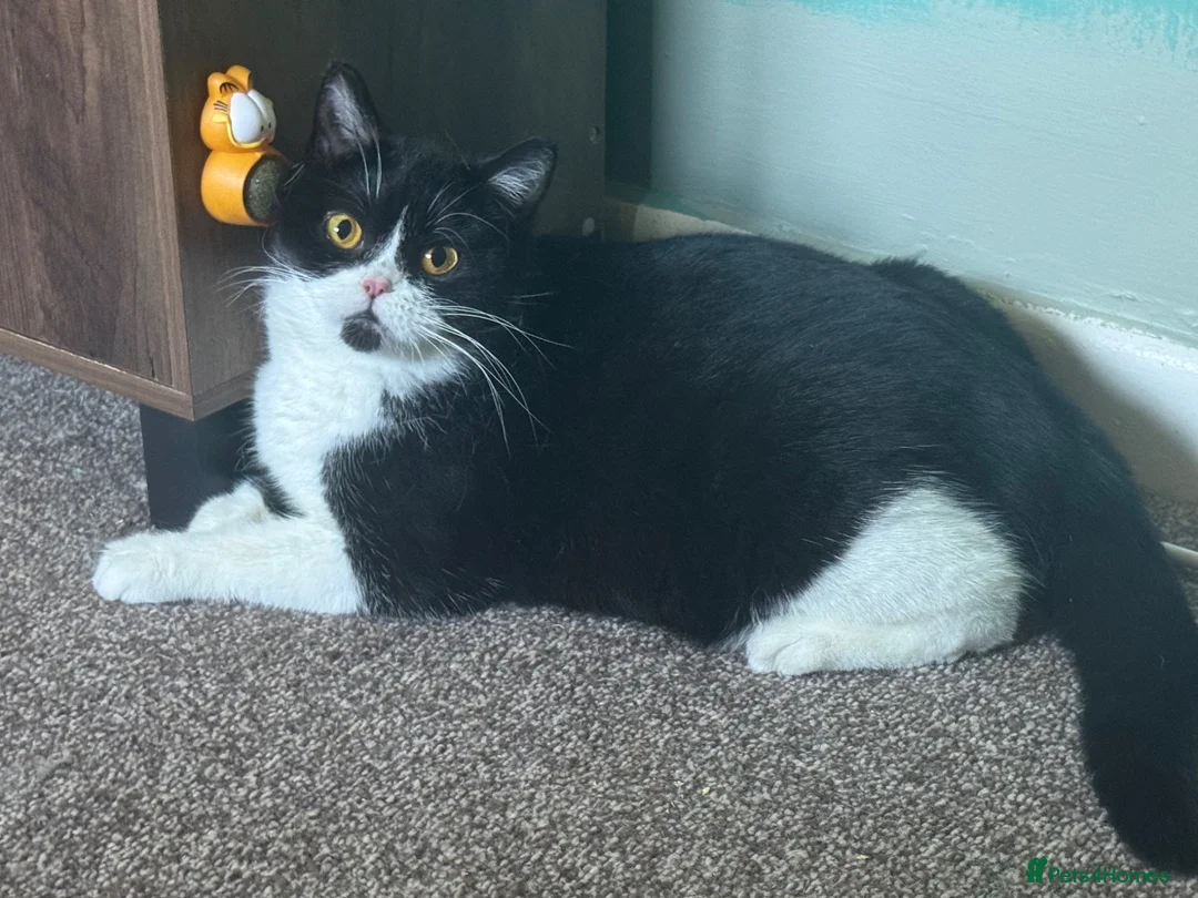 British Shorthair cats for sale: Black tortie Tica Reg British shorthair  - Advert 2
