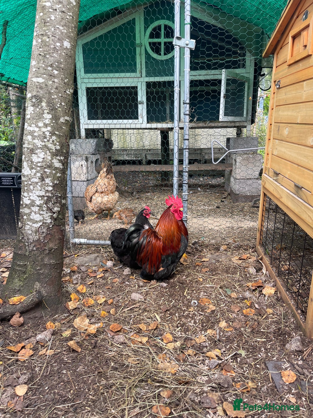 Chickens poultry for sale: Pekin bantam chickens  - Image 3