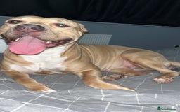 American Bully dogs for sale: Male American bully - Image 9