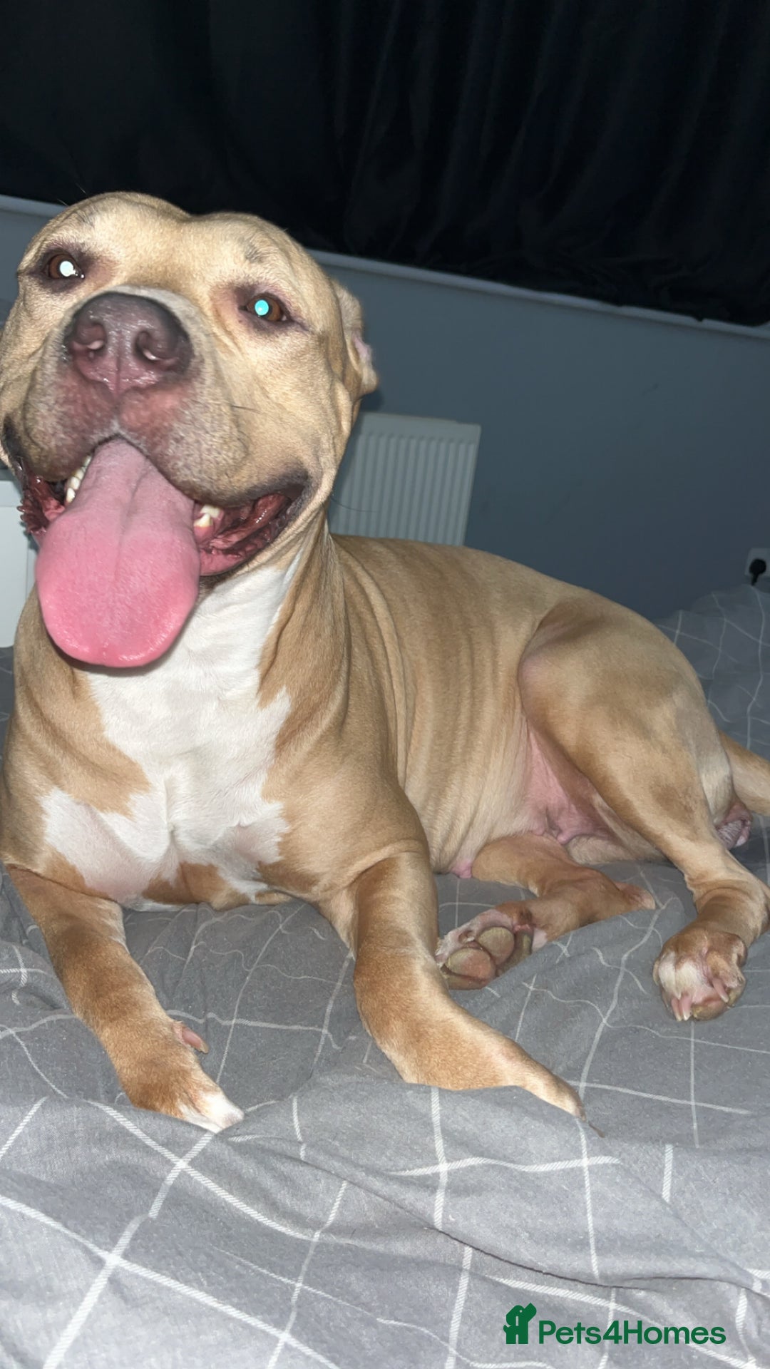 American Bully dogs for sale: Male American bully - Image 9