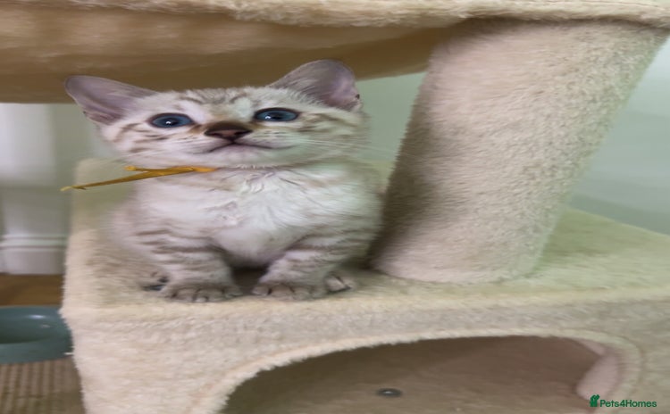 Bengal cats - Advert 1
