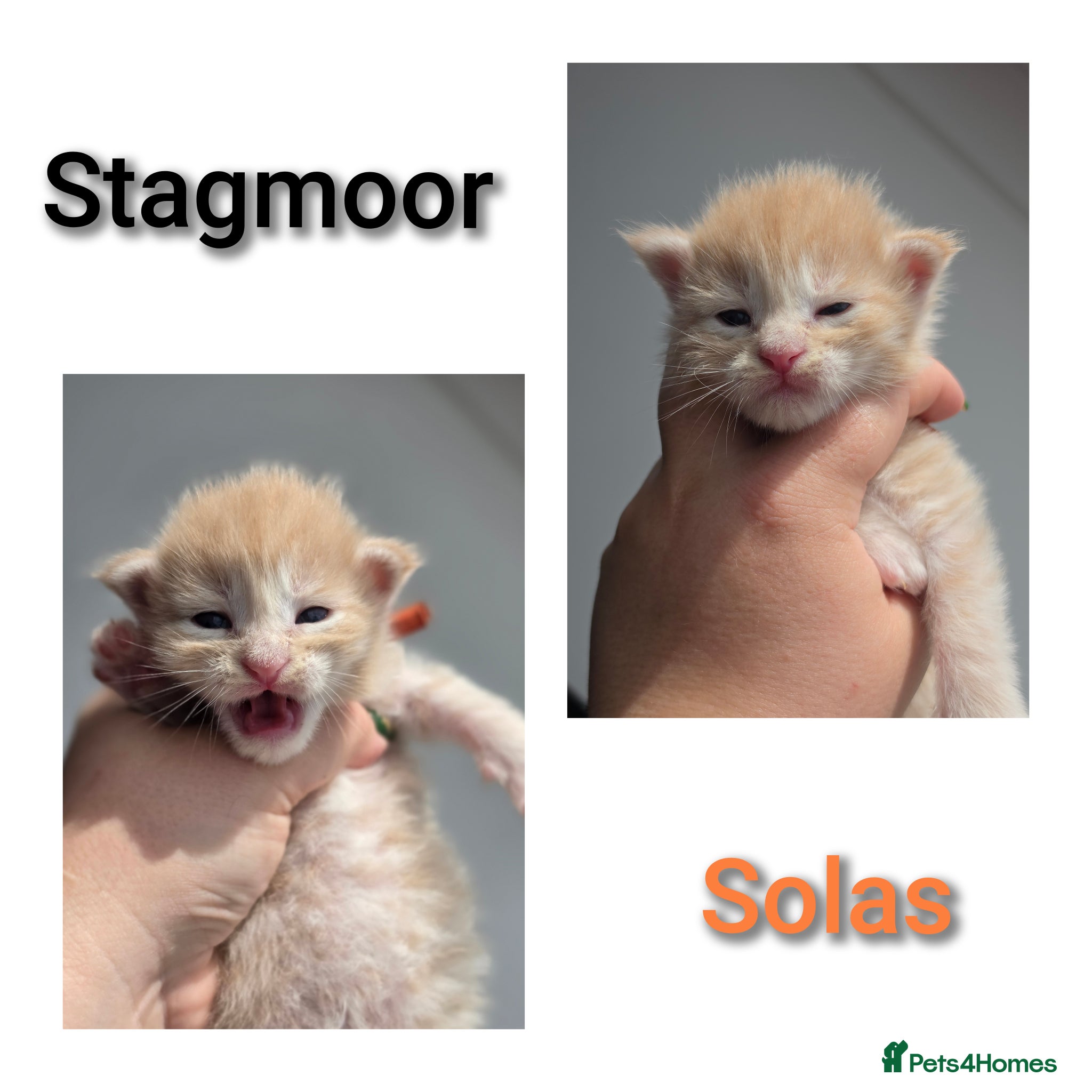 Maine Coon cats Beautiful TICA Registered Maine Coon Kittens - Advert 1