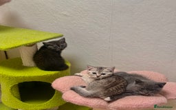 British Shorthair cats for sale: British Shorthair Kittens  - Image 4
