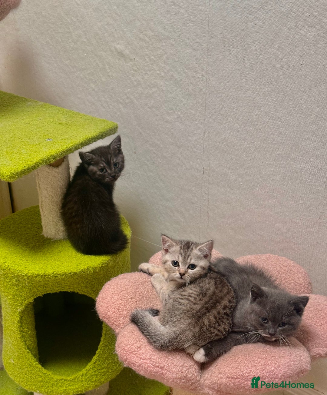 British Shorthair cats for sale: British Shorthair Kittens  - Image 4