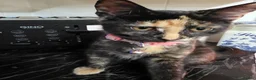 Mixed Breed cats for sale: Tortoiseshell Female Kitten For Rehome  - Advert 6