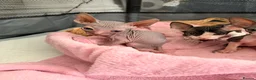 Sphynx cats for sale: Beautiful Sphynx kittens 🩵🩷 🐾  - Advert 7