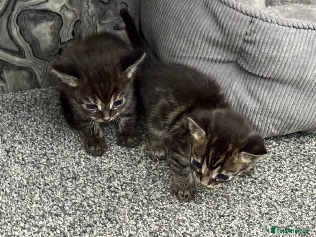 Bengal cats for sale: Russian Blue Bengal Kittens - Image 31