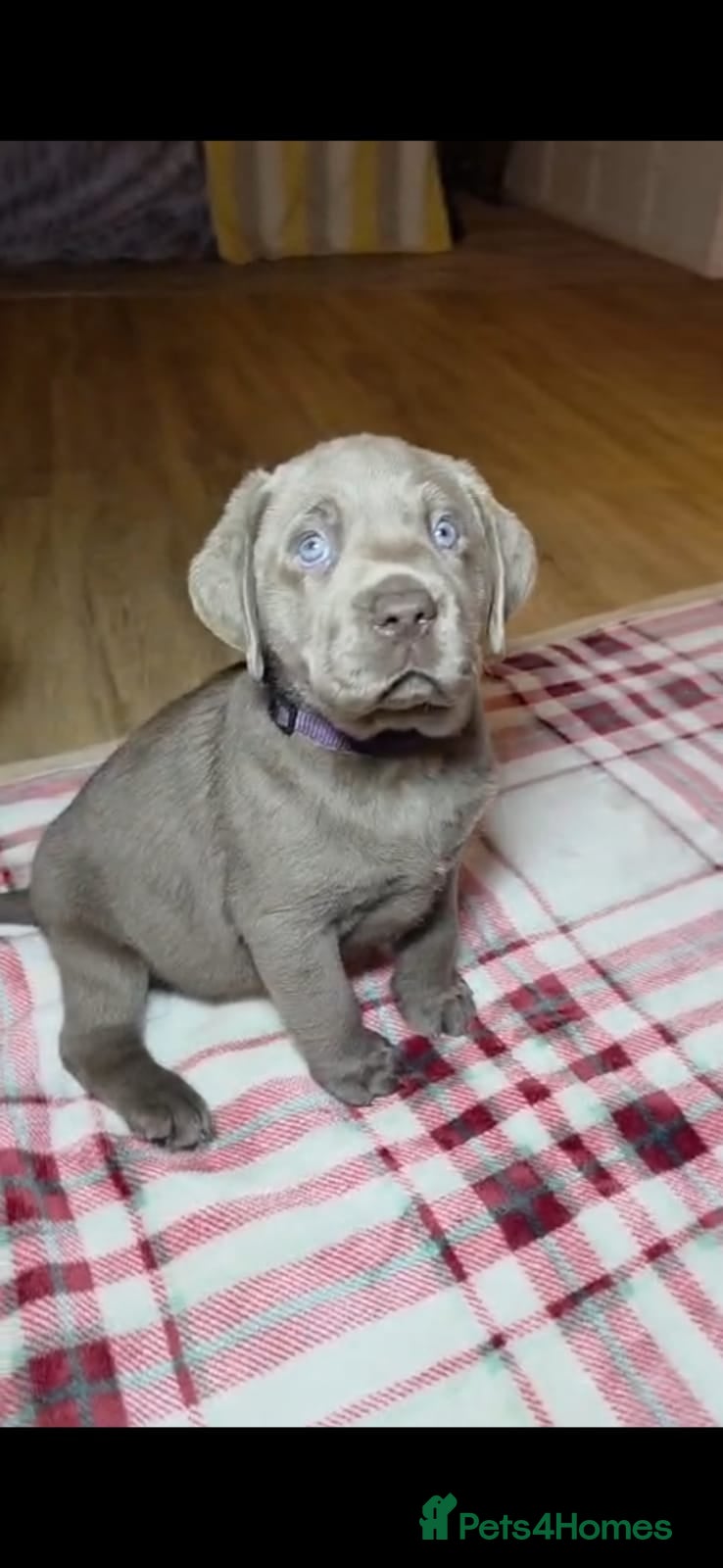 Labrador Retriever dogs Silver Labrador Puppy - Fully Health Tested - Advert 12