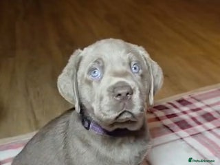 Labrador Retriever dogs Silver Labrador Puppy - Fully Health Tested - Advert 12