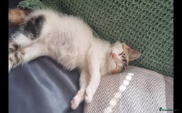 Mixed Breed cats for sale: Pika & pumkin - Image 6
