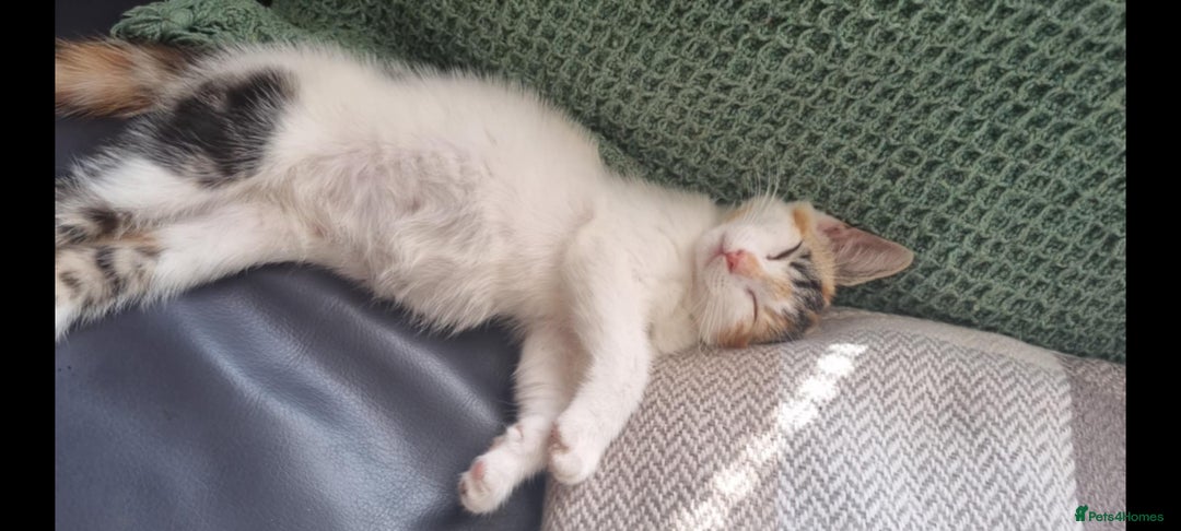 Mixed Breed cats for sale: Pika & pumkin - Image 6
