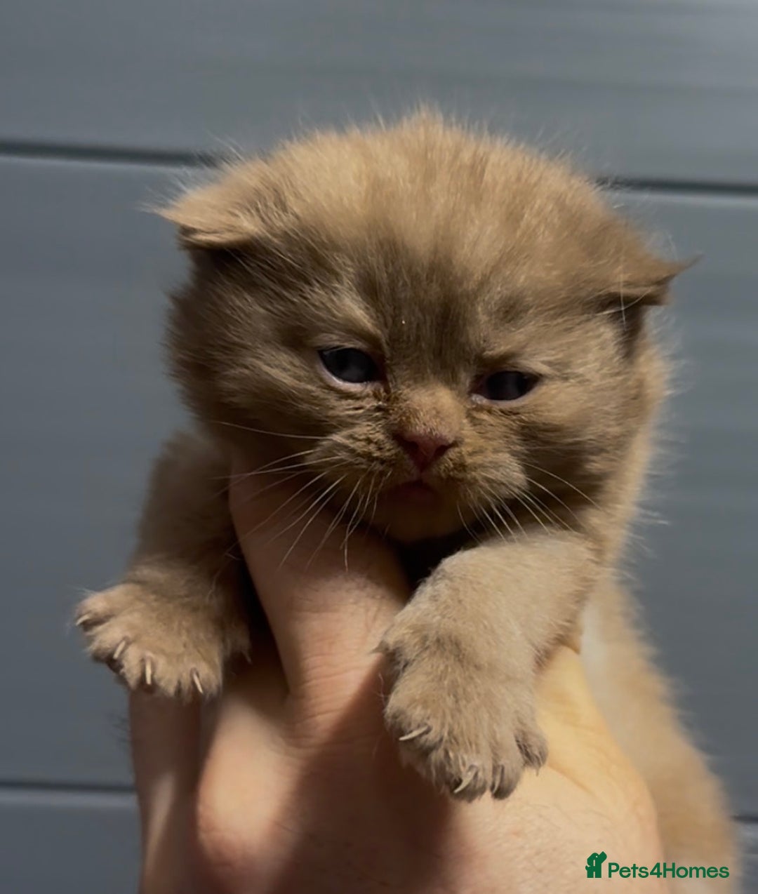 British Shorthair cats for sale: Beautiful chunky boys looking new home - Advert 11